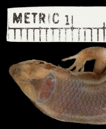Media type: image;   Herpetology R-6046 Aspect: head dorsal